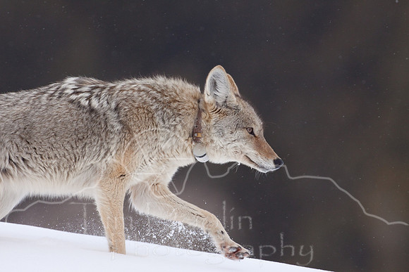 Yellowstone in Winter--2009-3492.jpg