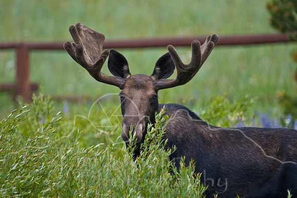 Bull Moose-4832.jpg