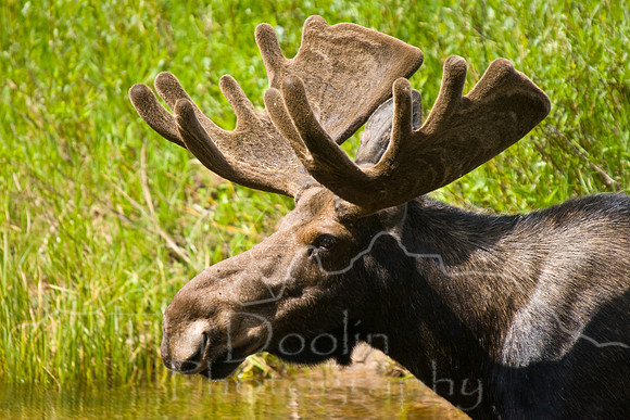 Bull Moose-0207.jpg