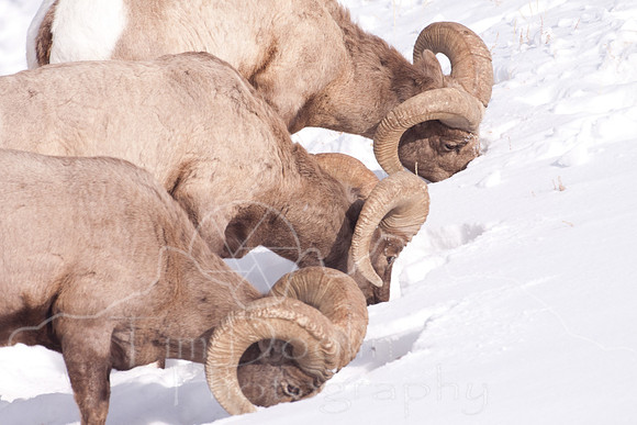Yellowstone in Winter--2009-3274.jpg
