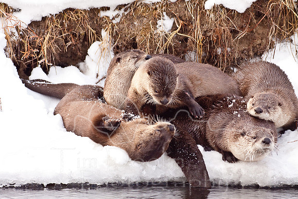 Yellowstone in Winter--December 2009-6082.jpg