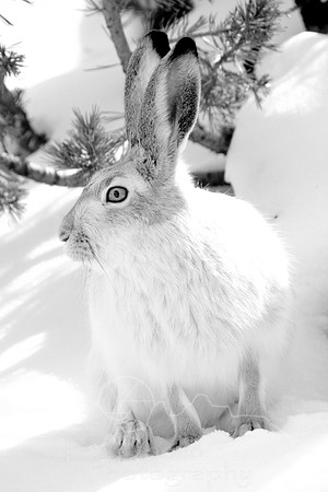 Yellowstone in Winter--2009-6666.jpg