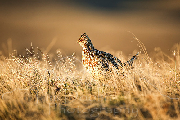 Sharptail Grouse--7