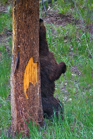 Yellowstone 2008-1909.jpg