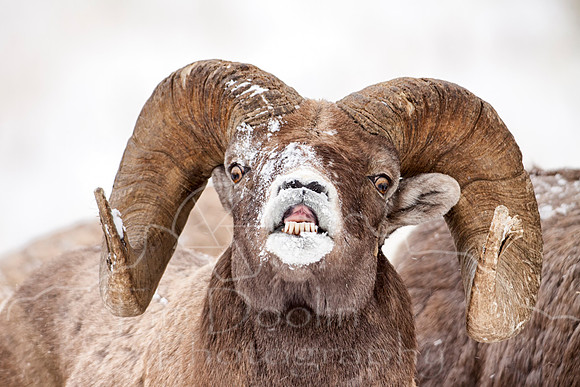 Big Horn Sheep--14