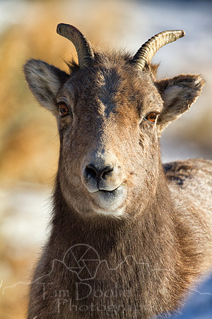 Big Horn Sheep--11