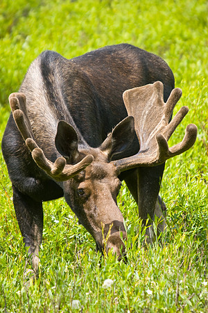 Bull Moose-0169.jpg