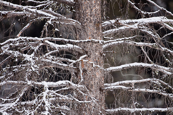 Yellowstone in Winter--December 2009-5432.jpg