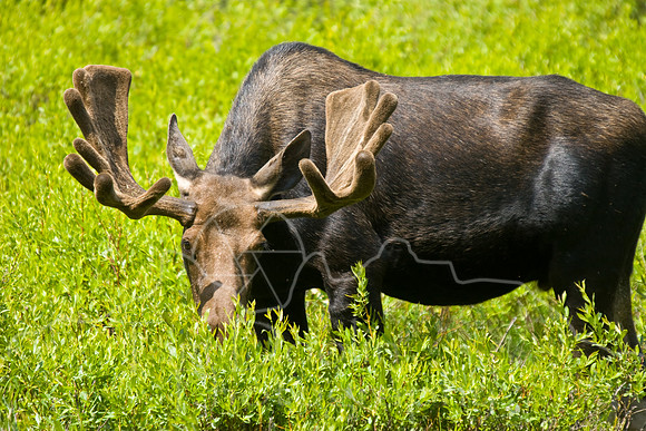 Bull Moose-0152.jpg