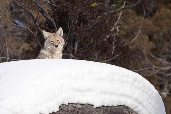 Yellowstone in Winter--2009-3593.jpg