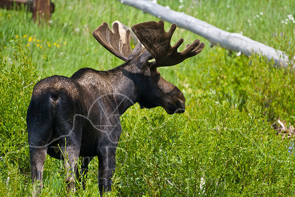 Bull Moose-4795.jpg