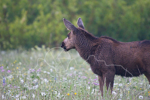 Bull Moose-0404.jpg
