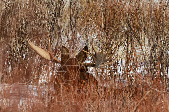 IMG_9616-Edit