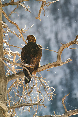 Yellowstone National Park--December 2012--29