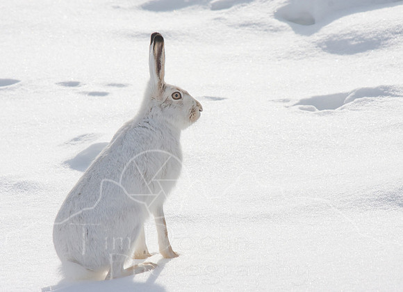 Yellowstone in Winter--2009-6652.jpg
