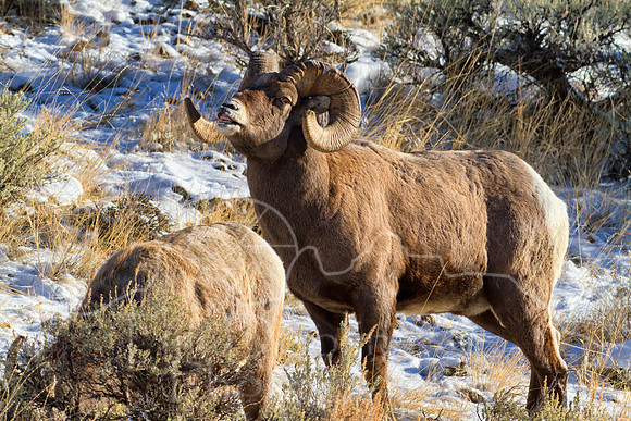 Big Horn Sheep--8