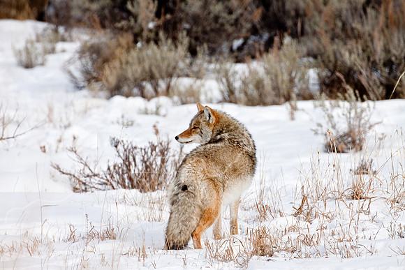 Yellowstone in Winter--December 2009-6793.jpg