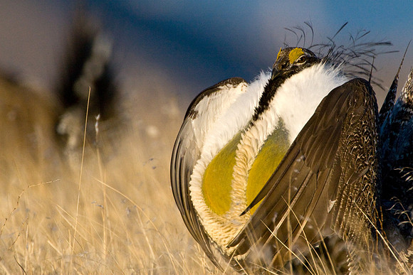 Sage Grouse--2008-0813
