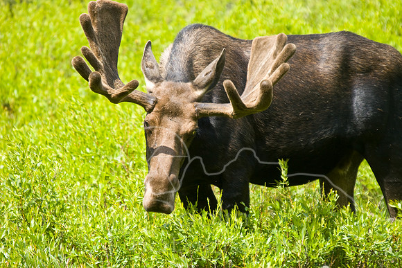 Bull Moose-0157.jpg