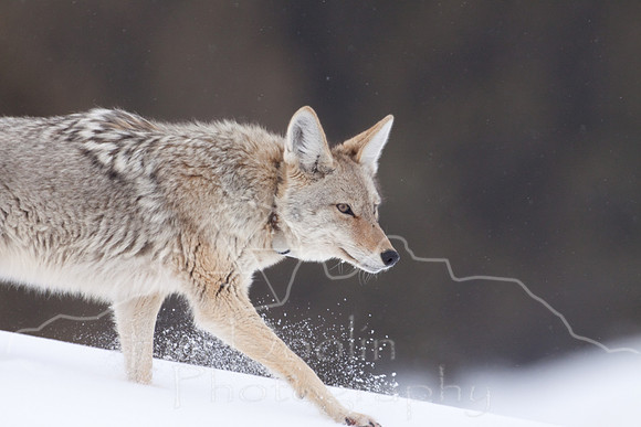 Yellowstone in Winter--2009-3494.jpg