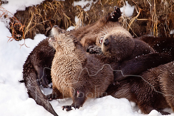 Yellowstone in Winter--December 2009-6057.jpg