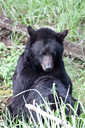 Yellowstone 2009-5546.jpg