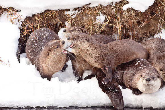 Yellowstone in Winter--December 2009-6076.jpg