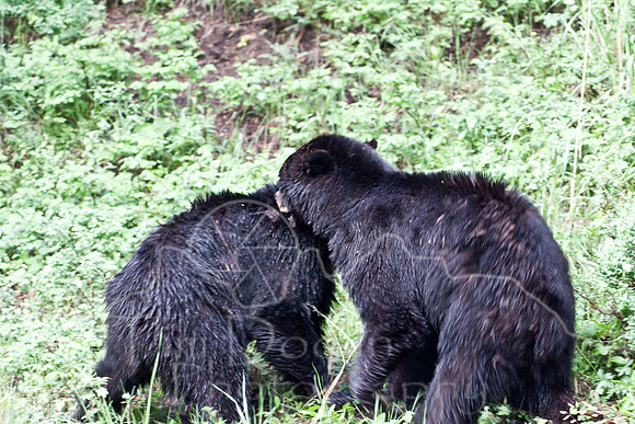Yellowstone 2009-5634.jpg