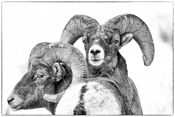Big Horn Sheep-