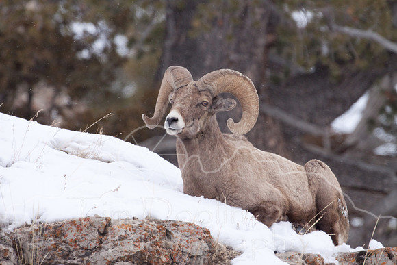 Yellowstone in Winter--2009-3456.jpg