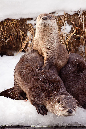 Yellowstone in Winter--December 2009-6113.jpg