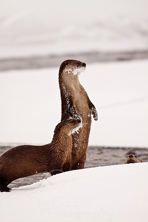 Yellowstone in Winter--December 2009-5590.jpg