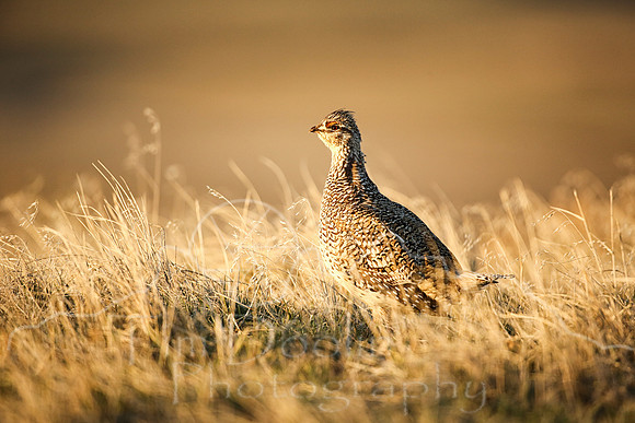 Sharptail Grouse--6
