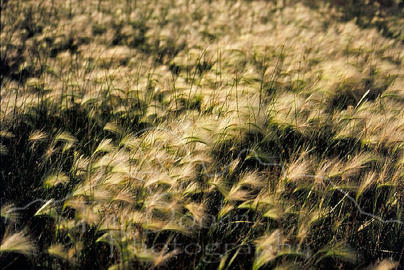 Foxtail Grass.jpg
