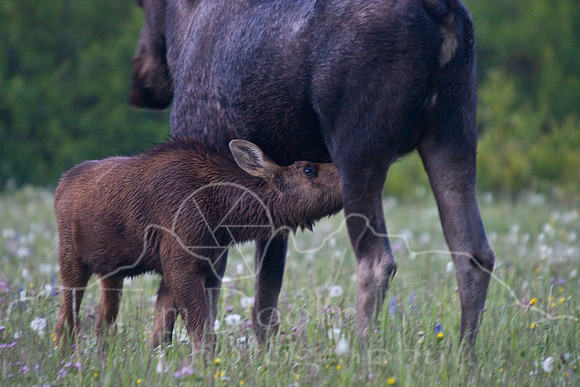 Bull Moose-0389.jpg