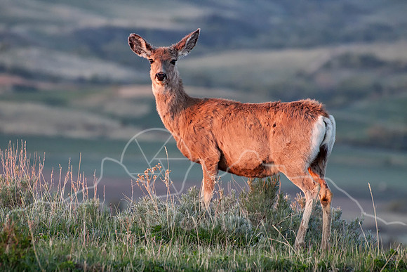 Sheridan County--2012--3