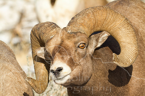 Big Horn Sheep--18