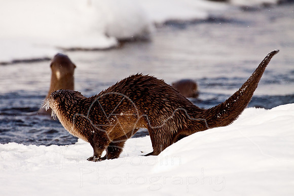 Yellowstone in Winter--December 2009-6280.jpg