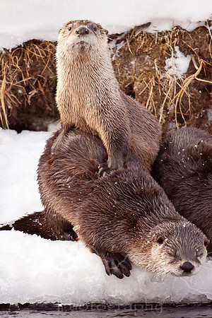 Yellowstone in Winter--December 2009-6114.jpg