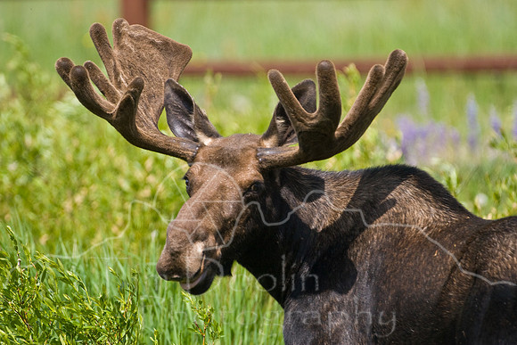Bull Moose-4903.jpg
