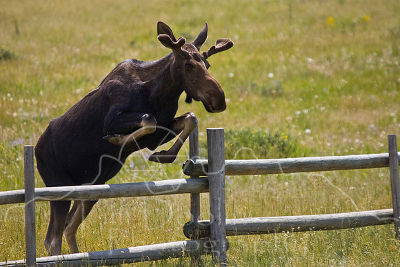Bull Moose-0041.jpg