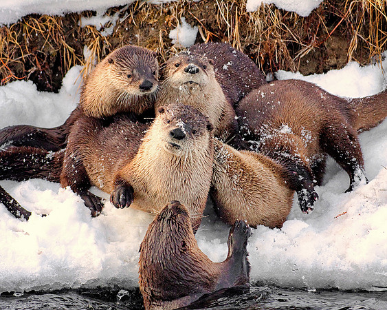 Otter pups on Soda Butte Creek 2-