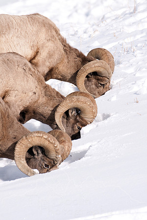 Yellowstone in Winter--2009-3275.jpg