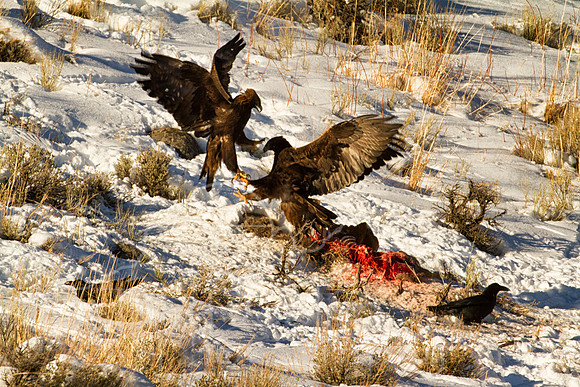 Yellowstone National Park--December 2012--38