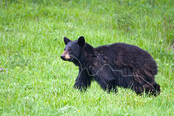 Yellowstone 2008-2246.jpg