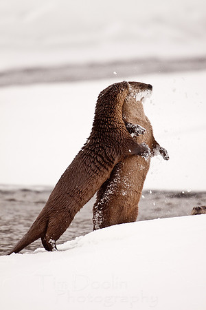 Yellowstone in Winter--December 2009-5594.jpg