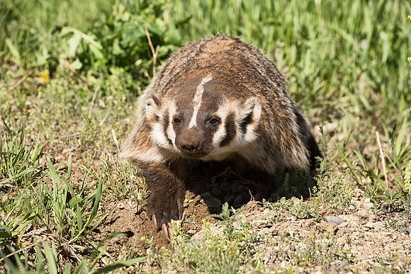 Badger digging--5