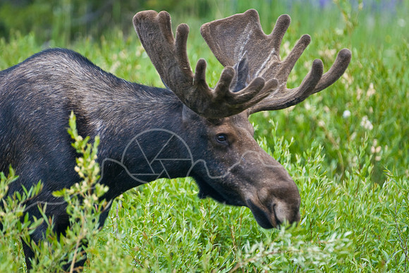 Bull Moose-4847.jpg