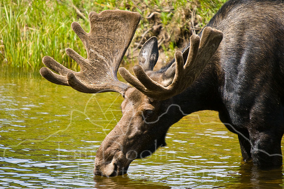 Bull Moose-0200.jpg