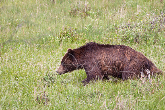 Yellowstone 2009-6291.jpg